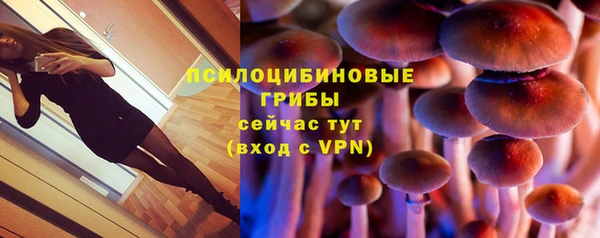 сатива Каменногорск